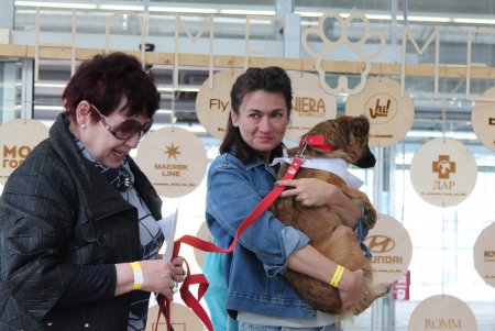 Home Me Fest: как в Одессе искали новых хозяев животным из приютов (фоторепортаж)