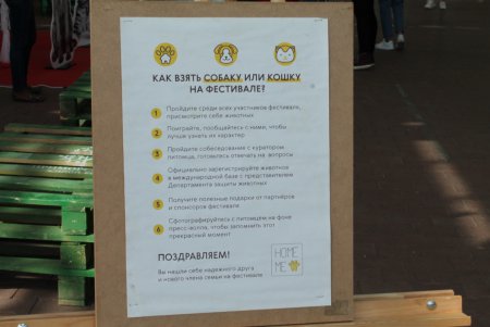 Home Me Fest: как в Одессе искали новых хозяев животным из приютов (фоторепортаж)