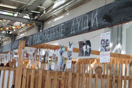 Home Me Fest: как в Одессе искали новых хозяев животным из приютов (фоторепортаж)