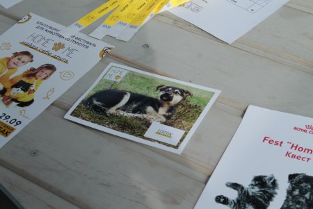 Home Me Fest: как в Одессе искали новых хозяев животным из приютов (фоторепортаж)
