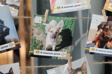 Home Me Fest: как в Одессе искали новых хозяев животным из приютов (фоторепортаж)