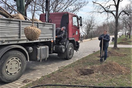 Этой осенью «Горзелентрест» высадит около 600 молодых деревьев (видеокомментарий)