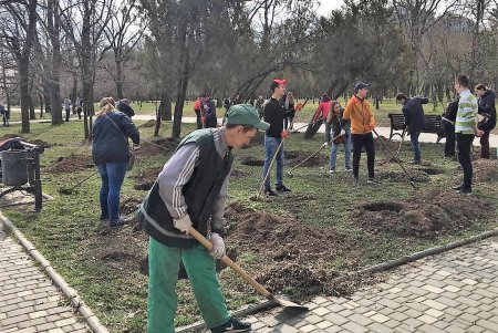 Этой осенью «Горзелентрест» высадит около 600 молодых деревьев (видеокомментарий)