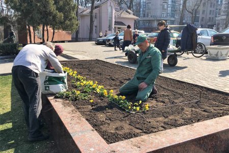 Этой осенью «Горзелентрест» высадит около 600 молодых деревьев (видеокомментарий)