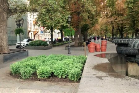 Этой осенью «Горзелентрест» высадит около 600 молодых деревьев (видеокомментарий)