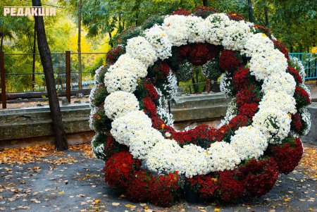 Тысячи цветов и десятки композиций: в Одессе стартовал фестиваль хризантем (фото)