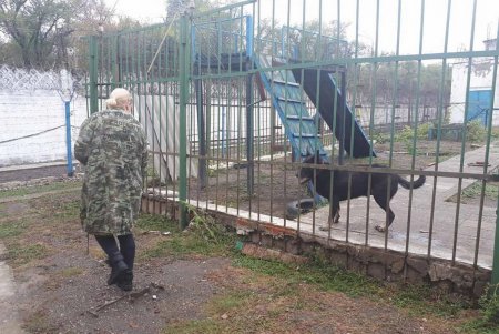 На территории закрытой колонии №51 остались не только коты, но и собаки: животным ищут новый дом (фото)
