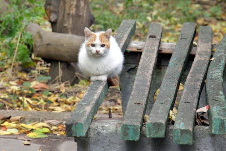 Санаторий «Молдова»: тишина и спокойствие в самом сердце Аркадии (фоторепортаж)