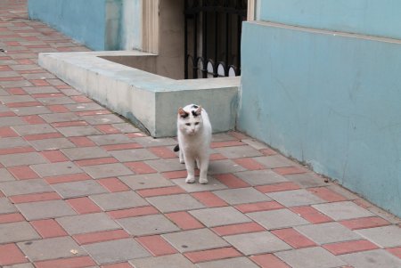 Одесса снова погрузилась в туман (фоторепортаж)