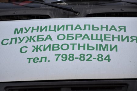 Для муниципальной службы отлова животных ремонтируют новое помещение (фото)