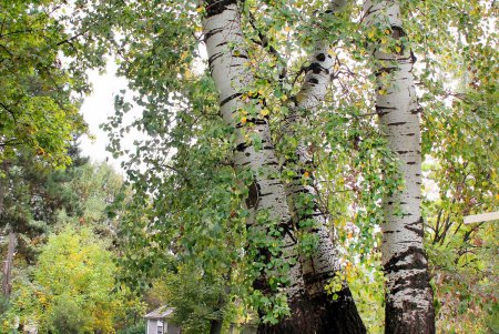 Любуемся осенью: прогулка по территории санатория им. Горького (фоторепортаж)