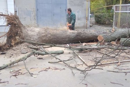 Шквальный ветер повалил в городе крупные деревья (фото)