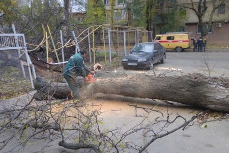 Шквальный ветер повалил в городе крупные деревья (фото)