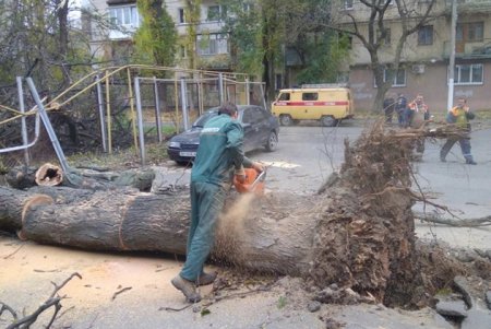 Шквальный ветер повалил в городе крупные деревья (фото)