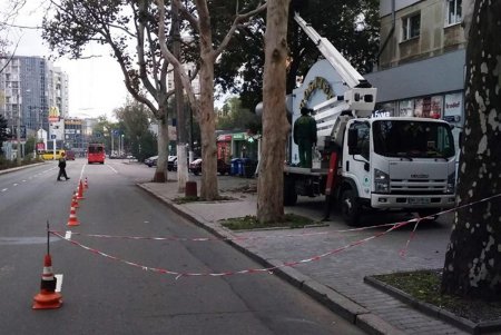 Новые крупномерные деревья появятся на Адмиральском проспекте (фото)