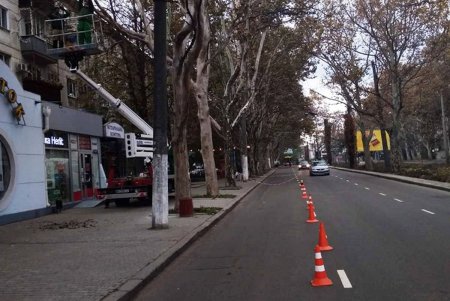 Новые крупномерные деревья появятся на Адмиральском проспекте (фото)