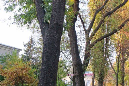 Осень в парке военно-медицинского клинического центра Южного региона (фоторепортаж)