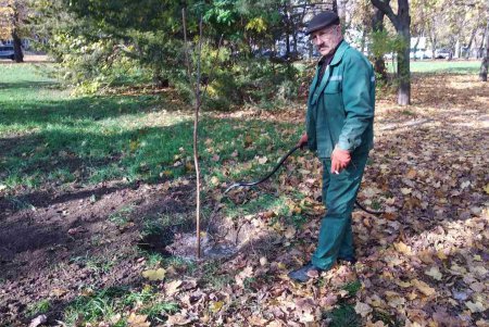 В городских скверах высадили еще почти 200 деревьев (фото)