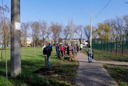 В городских скверах высадили еще почти 200 деревьев (фото)