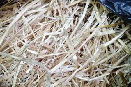 «КОТтедж» с видом на море: для местных котиков построили новый дом (фото)