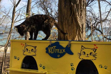 «КОТтедж» с видом на море: для местных котиков построили новый дом (фото)