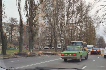 Шквалистый ветер повалил деревья и оборвал провода: коммунальщики уже устраняют последствия непогоды (фото)