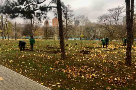 В парке Победы появилась новая аллея из альбиций и Иудиных деревьев (фото)