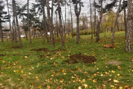 В парке Победы появилась новая аллея из альбиций и Иудиных деревьев (фото)