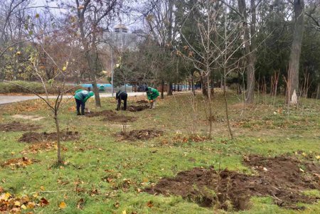 В парке Победы появилась новая аллея из альбиций и Иудиных деревьев (фото)