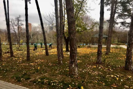 В парке Победы появилась новая аллея из альбиций и Иудиных деревьев (фото)