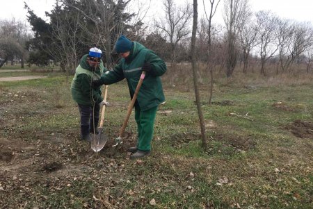 Шестая в городе: в Лузановке появилась Аллея сирени (фото)