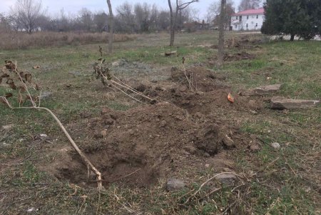 Шестая в городе: в Лузановке появилась Аллея сирени (фото)