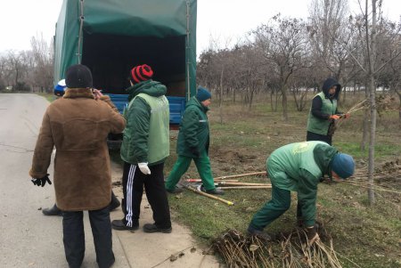 Шестая в городе: в Лузановке появилась Аллея сирени (фото)