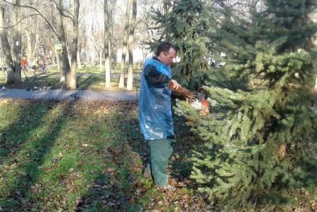  Хвойные деревья в городе обрабатывают специальным раствором, чтобы спасти их от вандалов