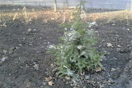  Хвойные деревья в городе обрабатывают специальным раствором, чтобы спасти их от вандалов