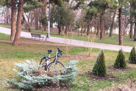 Под Новый год: в парке Шевченко вандалы срезали две ели (фото) 