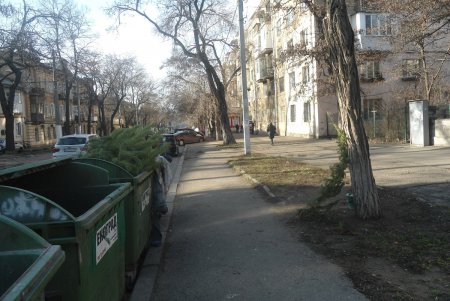 Даже с игрушками: горожане выбрасывают зеленых красавиц на улицы (фото)