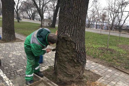 В парке Шевченко восстанавливают 80-летний дуб, который подожгли вандалы (фото)
