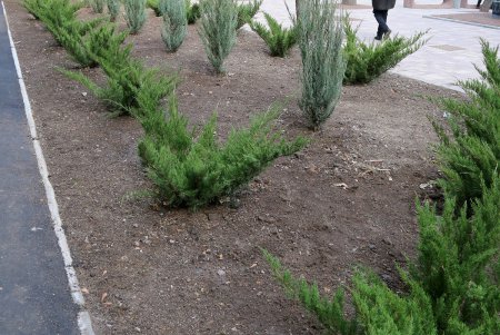 Преобразившийся сквер в переулке Вице-Адмирала Жукова (фоторепортаж)