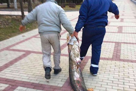 В Измаиле двое местных жителей голыми руками выловили огромного сома (фото)