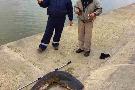 В Измаиле двое местных жителей голыми руками выловили огромного сома (фото)