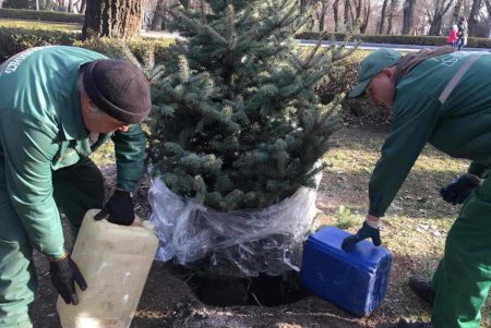 Озеленители высадили новую ель на месте срубленной вандалами в парке Шевченко (фото)