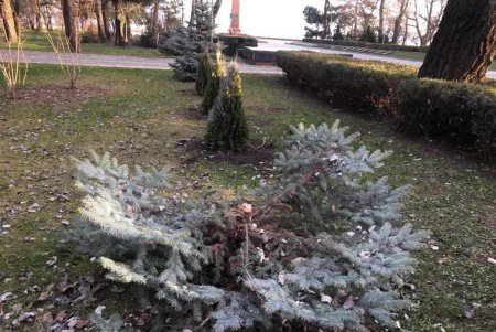Озеленители высадили новую ель на месте срубленной вандалами в парке Шевченко (фото)