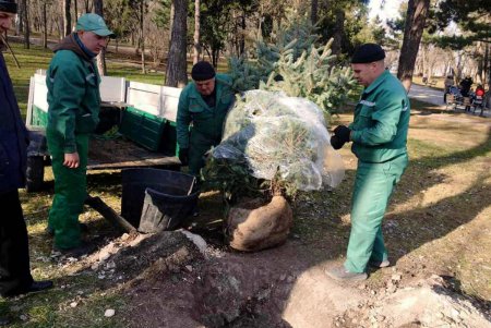 Озеленители высадили новую ель на месте срубленной вандалами в парке Шевченко (фото)