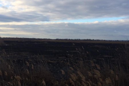 В Нижнеднестровском нацпарке выгорело около 800 гектаров территории: экологи подсчитывают ущерб (фото)