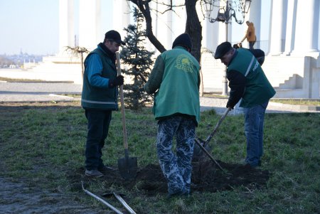 Возле Воронцовского дворца высадили несколько видов декоративных деревьев и кустарников (фото)