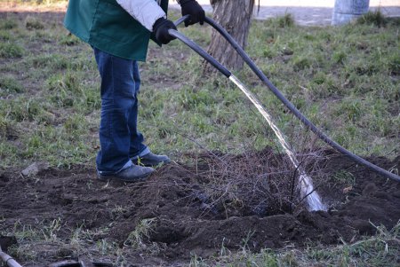 Возле Воронцовского дворца высадили несколько видов декоративных деревьев и кустарников (фото)