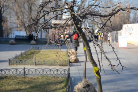 Можжевельники, туи, юкки: на Приморском бульваре высадили декоративные растения (фоторепортаж)