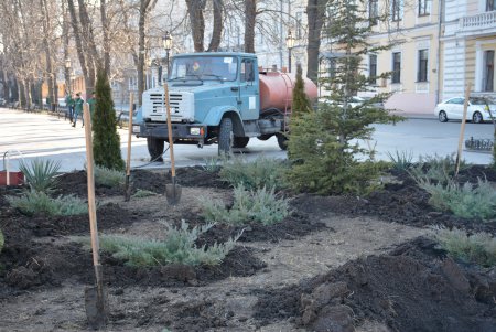 Можжевельники, туи, юкки: на Приморском бульваре высадили декоративные растения (фоторепортаж)