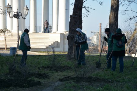 Можжевельники, туи, юкки: на Приморском бульваре высадили декоративные растения (фоторепортаж)